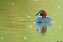 Little  Grebe