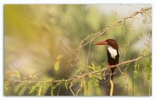White Fronted Kingfisher