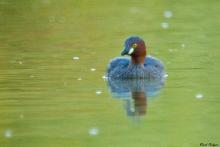 Little Grebe
