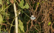 Common wanderer [Pareronia valeria] 