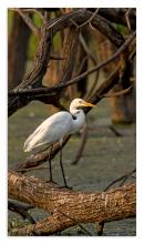 Little Egret