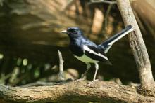 Oriental Magpie Robin