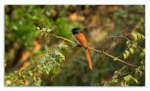 Paradise Flycatcher - subadult male