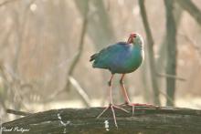 Purple Moorhen