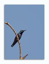 Purple Sunbird - male