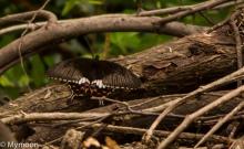 Common mormon [Papilio polytes] — female