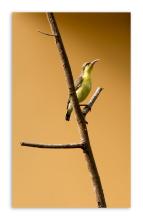 Purple Rumped Sunbird Female