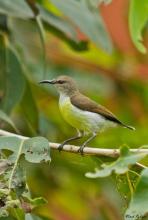 Purple-rumped Sunbird