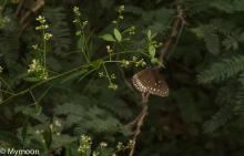 Common crow [Euploea core]