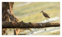 Wood Sandpiper