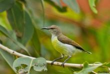 Purple-rumped Sunbird