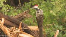 Lesser golden back woodpecker