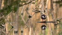 Spot Billed Duck