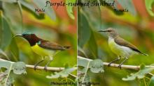 Male and female Purple-rumped Sunbird
