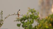 Redvent bulbul