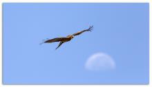 Black Kite