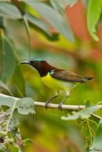 Purple-rumped Sunbird