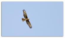 Booted Eagle