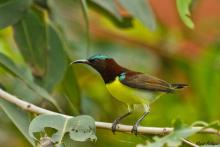 Purple-rumped Sunbird