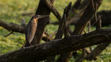 Black Bittern