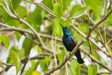 Purple Sunbird