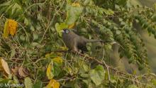 Blue-faced Malkoha