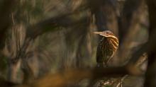 Black Bittern