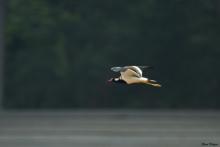 Red-wattled Lapwing