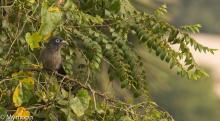 Blue-faced Malkoha
