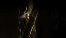 Lesser Flameback Woodpecker
