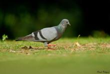 Rock Pigeon