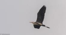 Grey heron 