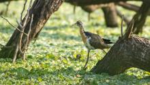 Bronze-winged Jacana