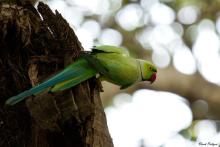 Rose-ringed Parakeet
