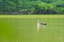 Spot-billed Duck