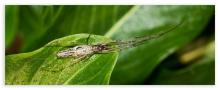 Straw spider