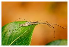 Strawspider