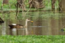 Spot-billed Duck