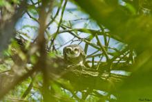 Spotted Owlet