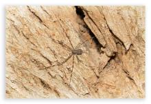 Two Tailed Spider