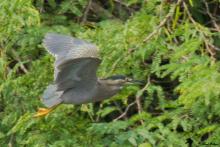 Striated Heron