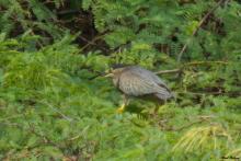 Striated Heron