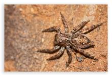 Zebra Jumpin Spider Female