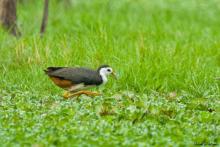 White-breasted Waterhen