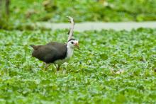 White-breasted Waterhen