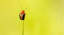 Beetle
