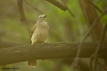 White-browed Bulbul