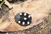 Dominos Cockroach