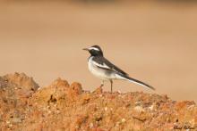 White-browed Wagtail