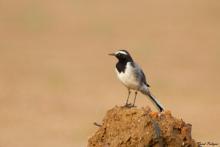 White browed Wagtail